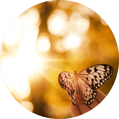 Butterfly and light - Sehen ohne Augen